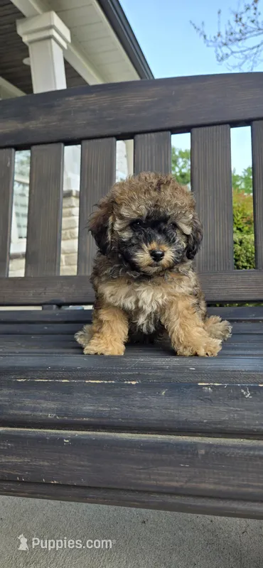 Small ready now – Poodle - Toy  puppy for sale in Chesnee, SC