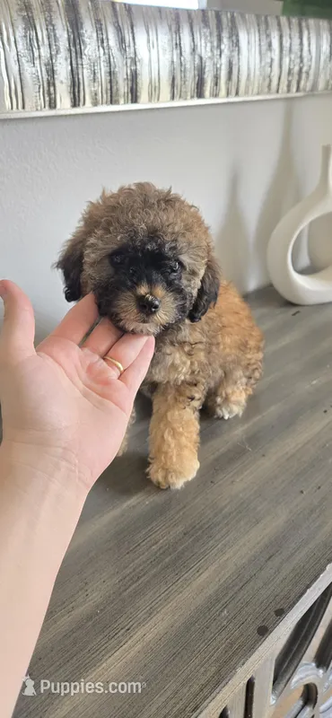 Small ready now – Poodle - Toy  puppy for sale in Chesnee, SC