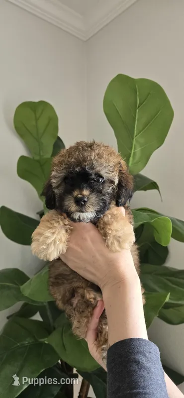 Small ready now – Poodle - Toy  puppy for sale in Chesnee, SC