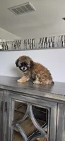 Small ready now, a male Poodle - Toy  for sale in Chesnee, SC – Photo 4 of 9