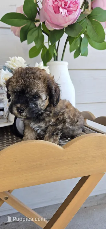 Small  – Poodle - Toy  puppy for sale in Chesnee, SC