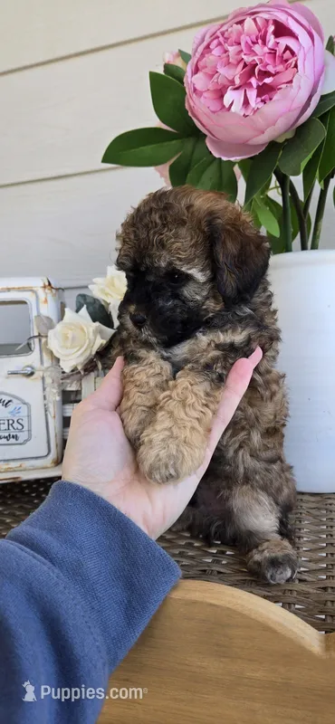 Small – Poodle - Toy  puppy for sale in Chesnee, SC