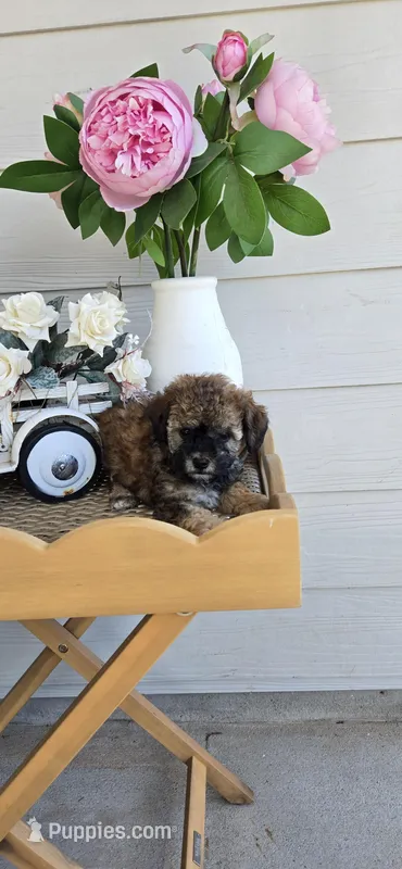 Small – Poodle - Toy  puppy for sale in Chesnee, SC