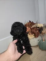 Pink , a female Poodle - Toy  for sale in Chesnee, SC – 6 of 6