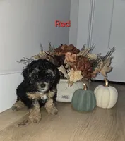 Red, a male Poodle - Toy  for sale in Chesnee, SC – 5 of 6