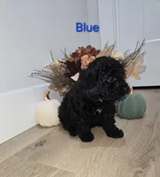 BLUE, a male Poodle - Toy  for sale in Chesnee, SC – 2 of 8