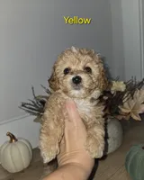 Yellow, a male Poodle - Toy  for sale in Chesnee, SC – 7 of 7