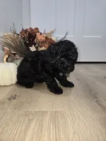BLUE, a male Poodle - Toy  for sale in Chesnee, SC – 5 of 8