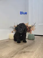 BLUE, a male Poodle - Toy  for sale in Chesnee, SC – 8 of 8