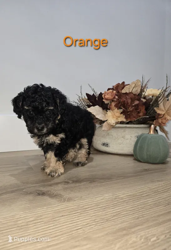 Orange – Poodle - Toy  puppy for sale in Chesnee, SC