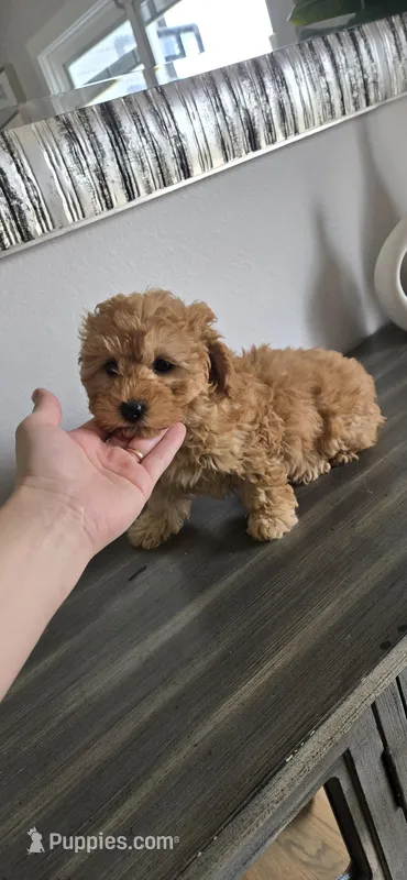 Orange ready now  – Poodle - Toy  puppy for sale in Chesnee, SC