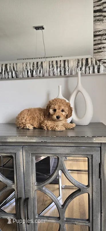 Orange ready now  – Poodle - Toy  puppy for sale in Chesnee, SC