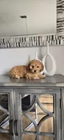 Orange ready now , a female Poodle - Toy  for sale in Chesnee, SC – Photo 1 of 10