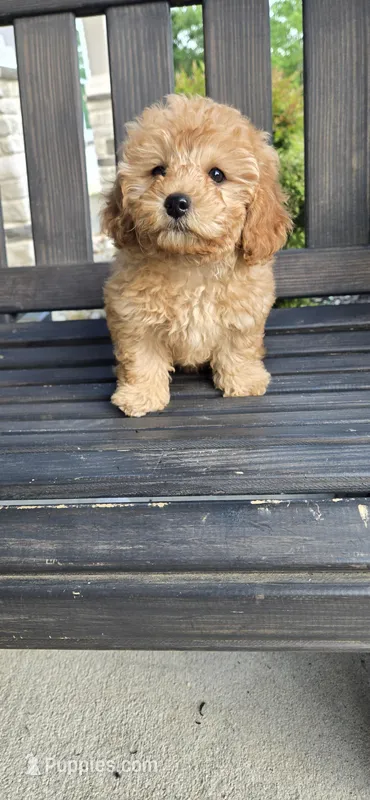 Orange ready now  – Poodle - Toy  puppy for sale in Chesnee, SC