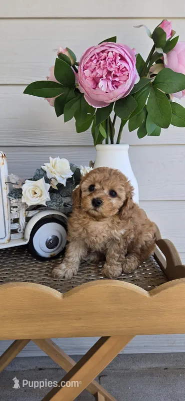 Orange – Poodle - Toy  puppy for sale in Chesnee, SC