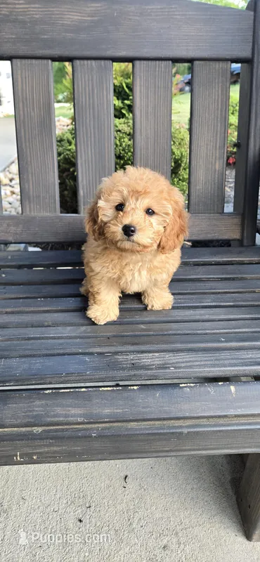 Orange ready now  – Poodle - Toy  puppy for sale in Chesnee, SC