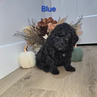 BLUE, a male Poodle - Toy  for sale in Chesnee, SC – 3 of 8