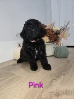 Pink , a female Poodle - Toy  for sale in Chesnee, SC – 4 of 6
