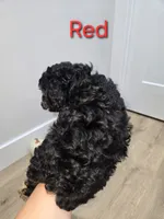 Red, a male Poodle - Toy  for sale in Chesnee, SC – 3 of 6