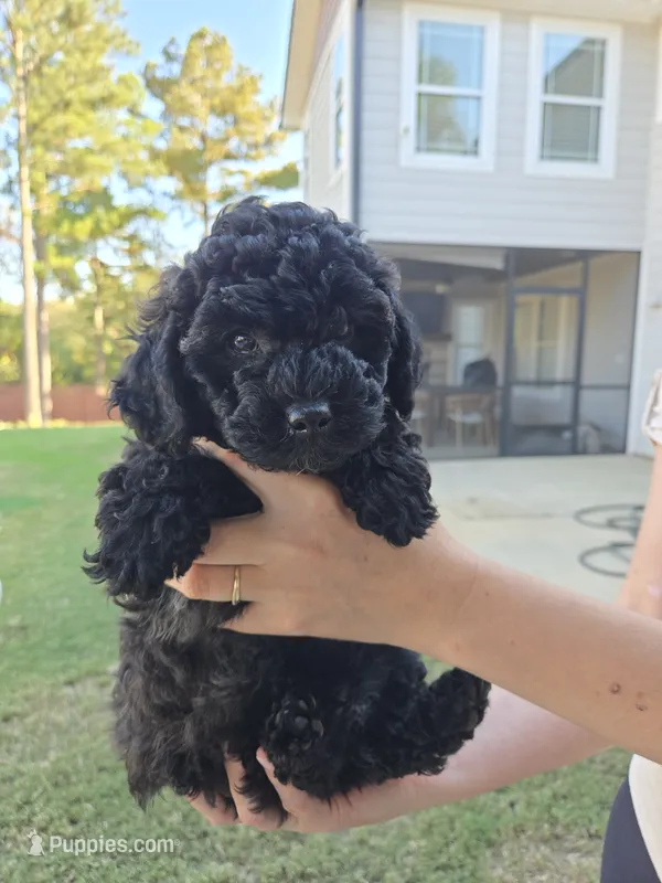BLUE ready to go now – Poodle - Toy  puppy for sale in Chesnee, SC