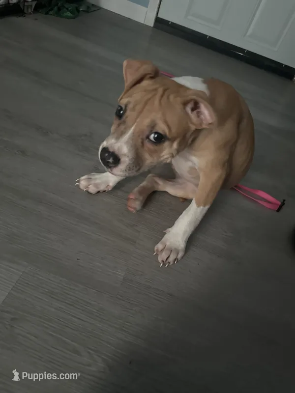 Luna – American Pit Bull Terrier puppy for sale in Sparta, WI