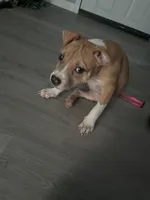 Luna, a female American Pit Bull Terrier for sale in Sparta, WI – 1 of 1