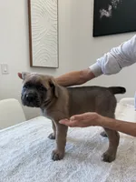 Aurora, a female Cane Corso for sale in Los Angeles, CA – 8 of 9