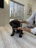 Valkyrie , a female Cane Corso for sale in Los Angeles, CA – 5 of 8