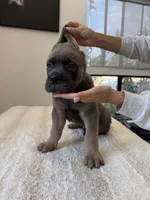 Ares, a male Cane Corso for sale in Los Angeles, CA – 5 of 7