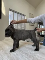 Luna , a female Cane Corso for sale in Los Angeles, CA – 8 of 8
