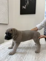 Freya, a female Cane Corso for sale in Los Angeles, CA – 7 of 8