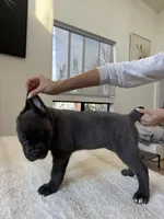 Valkyrie , a female Cane Corso for sale in Los Angeles, CA – 4 of 8