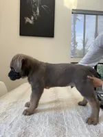 Ares, a male Cane Corso for sale in Los Angeles, CA – 6 of 7