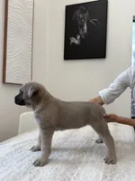 Freya, a female Cane Corso for sale in Los Angeles, CA – 6 of 8