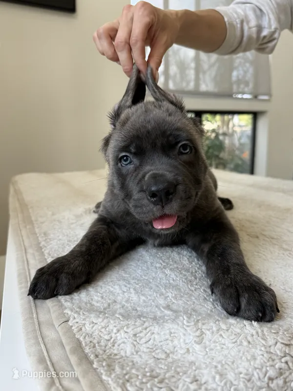 Luna  – Cane Corso puppy for sale in Los Angeles, CA