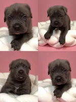 Luna , a female Cane Corso for sale in Los Angeles, CA – 2 of 8