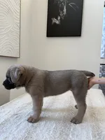 Zeus , a male Cane Corso for sale in Los Angeles, CA – 9 of 9