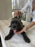 Luna , a female Cane Corso for sale in Los Angeles, CA – 3 of 8