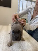 Zeus , a male Cane Corso for sale in Los Angeles, CA – 7 of 9