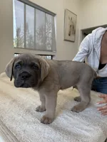 Zeus , a male Cane Corso for sale in Los Angeles, CA – 5 of 9