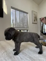 Luna , a female Cane Corso for sale in Los Angeles, CA – 5 of 8