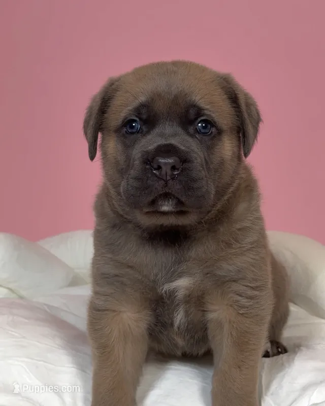 Aurora – Cane Corso puppy for sale in Los Angeles, CA