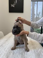 Aurora, a female Cane Corso for sale in Los Angeles, CA – 5 of 9