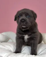 Valkyrie , a female Cane Corso for sale in Los Angeles, CA – 2 of 8