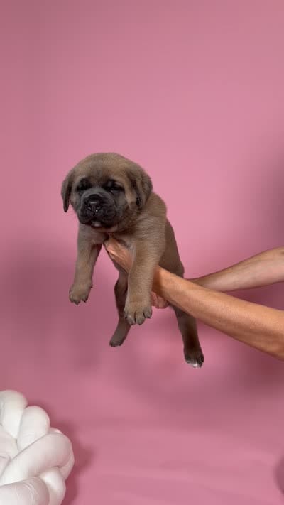 Aurora, a female Cane Corso for sale in Los Angeles, CA – 9 of 9