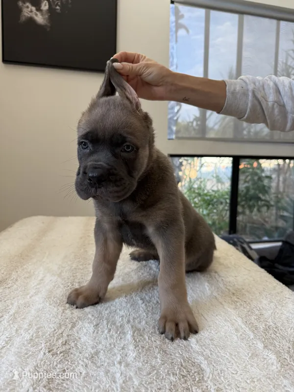 Ares – Cane Corso puppy for sale in Los Angeles, CA