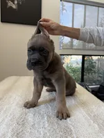 Ares, a male Cane Corso for sale in Los Angeles, CA – 4 of 7