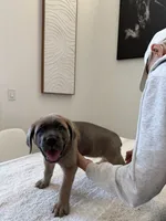 Aurora, a female Cane Corso for sale in Los Angeles, CA – 4 of 9
