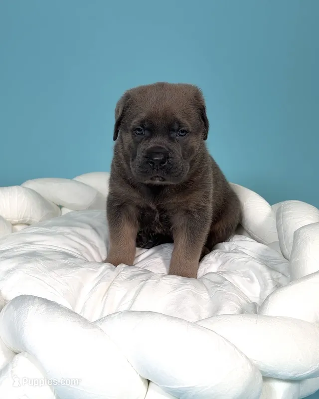 Ares – Cane Corso puppy for sale in Los Angeles, CA