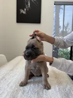 Aurora, a female Cane Corso for sale in Los Angeles, CA – 6 of 9